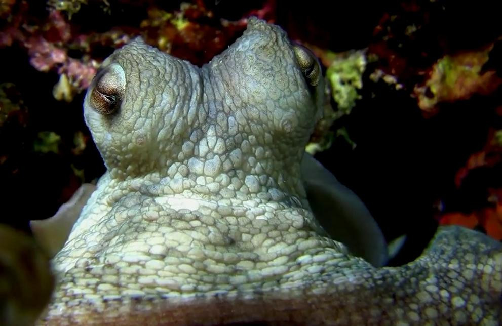 Dive Mallorca-Portocolom必去景点