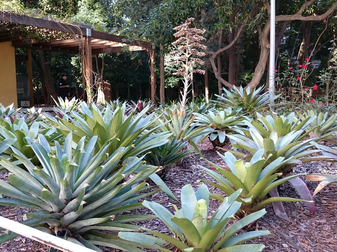 Parque Prefeito Mário Covas-圣保罗必去景点