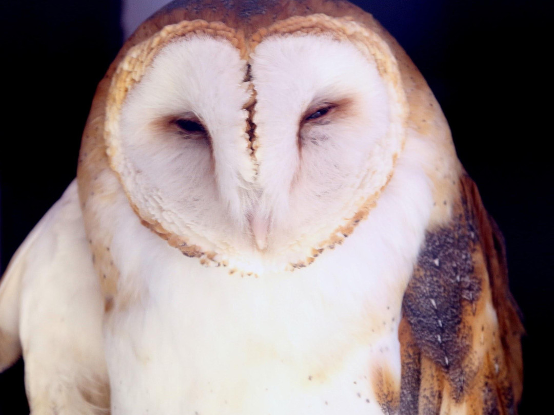 Sunriver Nature Center-太阳河必去景点