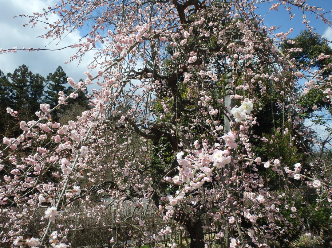Tokkosan Kaburaiji Temple-神户市必去景点