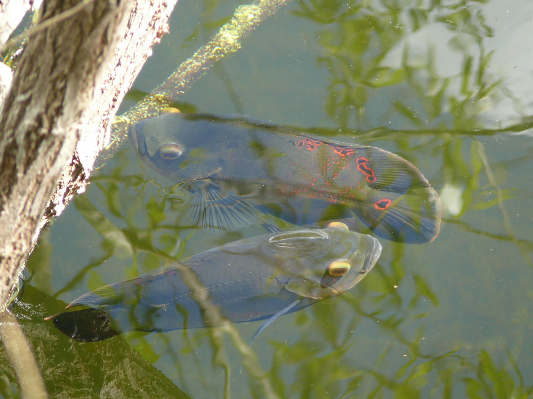 H.P. Williams Roadside Park-奥乔皮必去景点