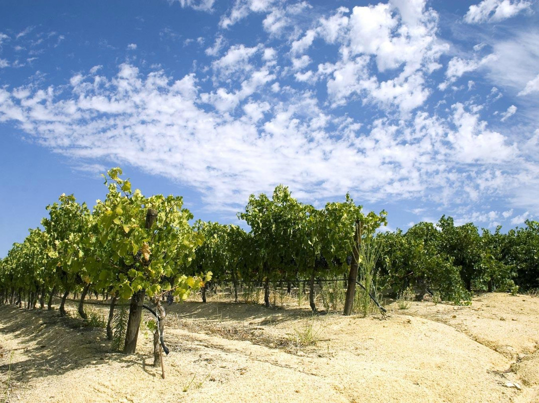 Cape Wine Cellars景点图片