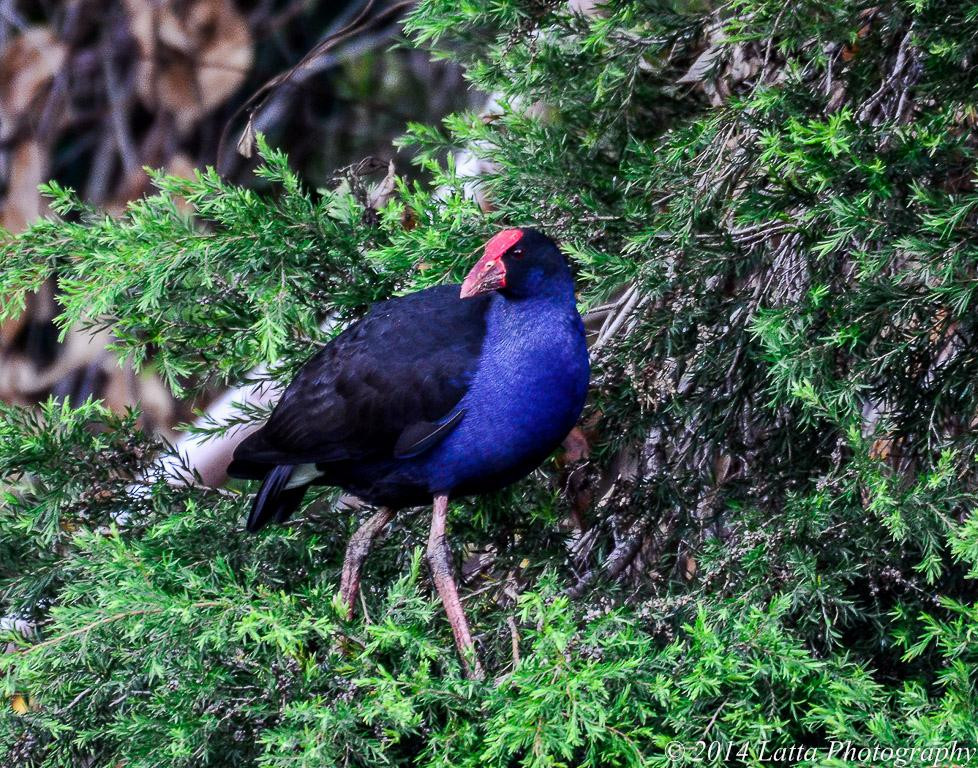 Sherwood Arboretum-布里斯班必去景点