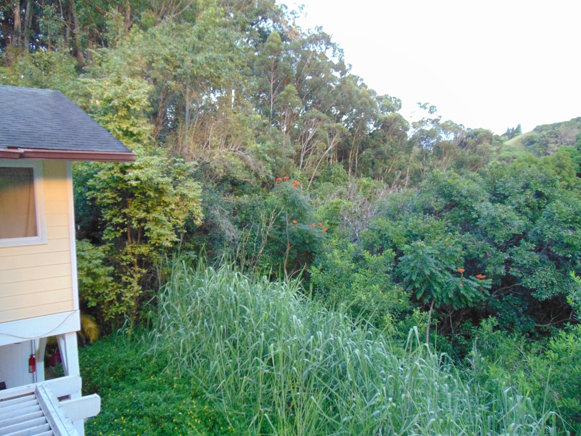 Bamboo Valley Inn-酒店景观