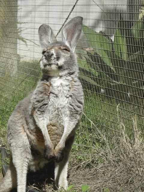 Waminda Wildlife Sanctuary-杰拉尔顿必去景点