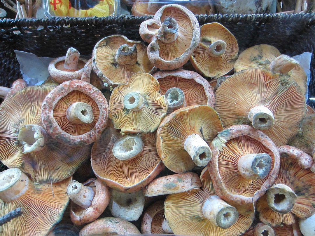 阿德莱德中央市场-阿德莱德必去景点