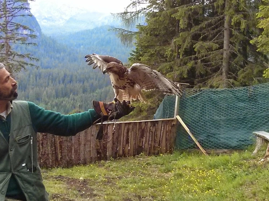Falconeria Dolomiti-科尔蒂纳丹佩佐必去景点