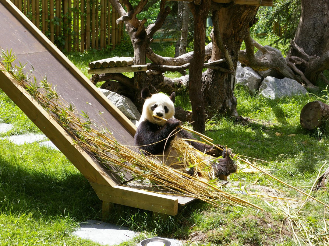 马德里动物园景点图片