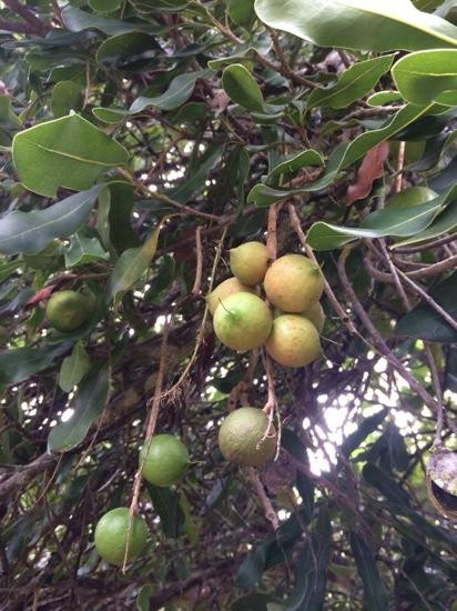 Ohana Farm Orchards-库克船长必去景点