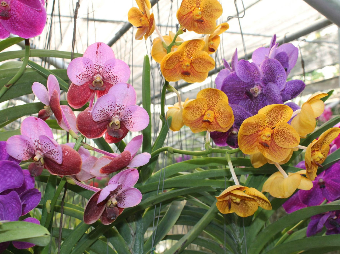 兰花和蝴蝶园-清迈必去景点