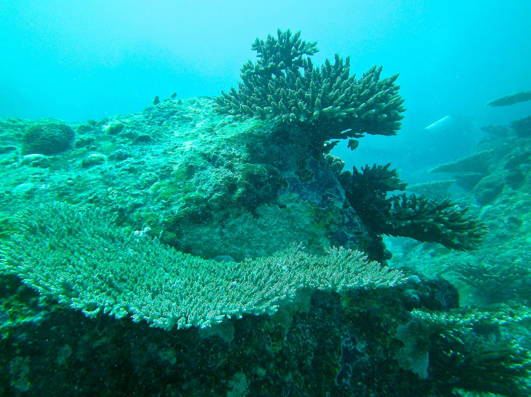Dive Seychelles Underwater Centre景点图片