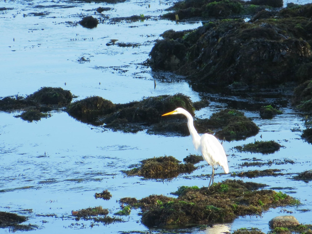 17英里路-蒙特雷必去景点