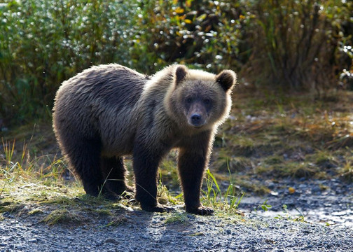 Beluga Air LLC-荷马必去景点