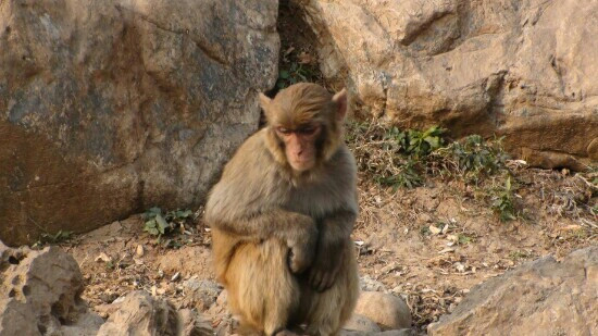 石家庄动物园-石家庄市必去景点
