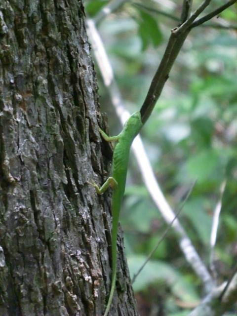 Osceola Schools Environmental Study Center-基西米必去景点