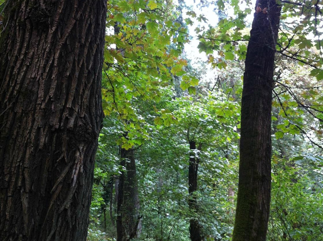 Skinner Butte Park-尤金必去景点