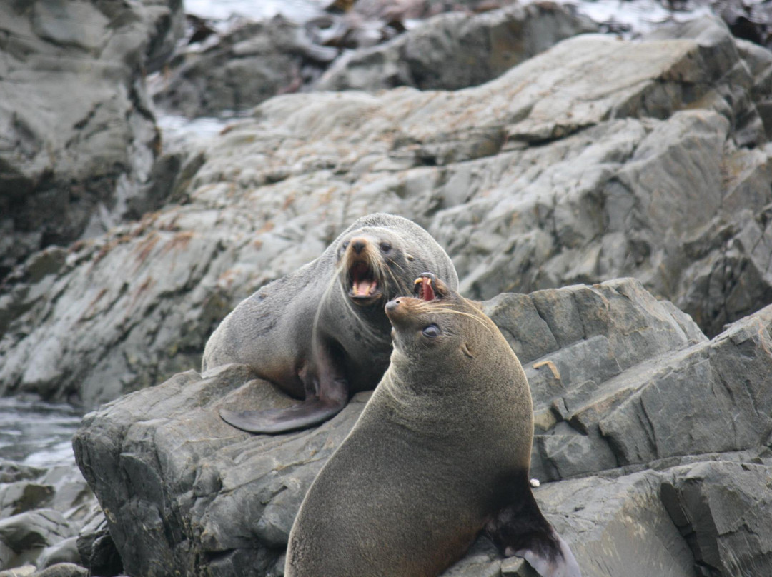 Seal Coast Safari景点图片