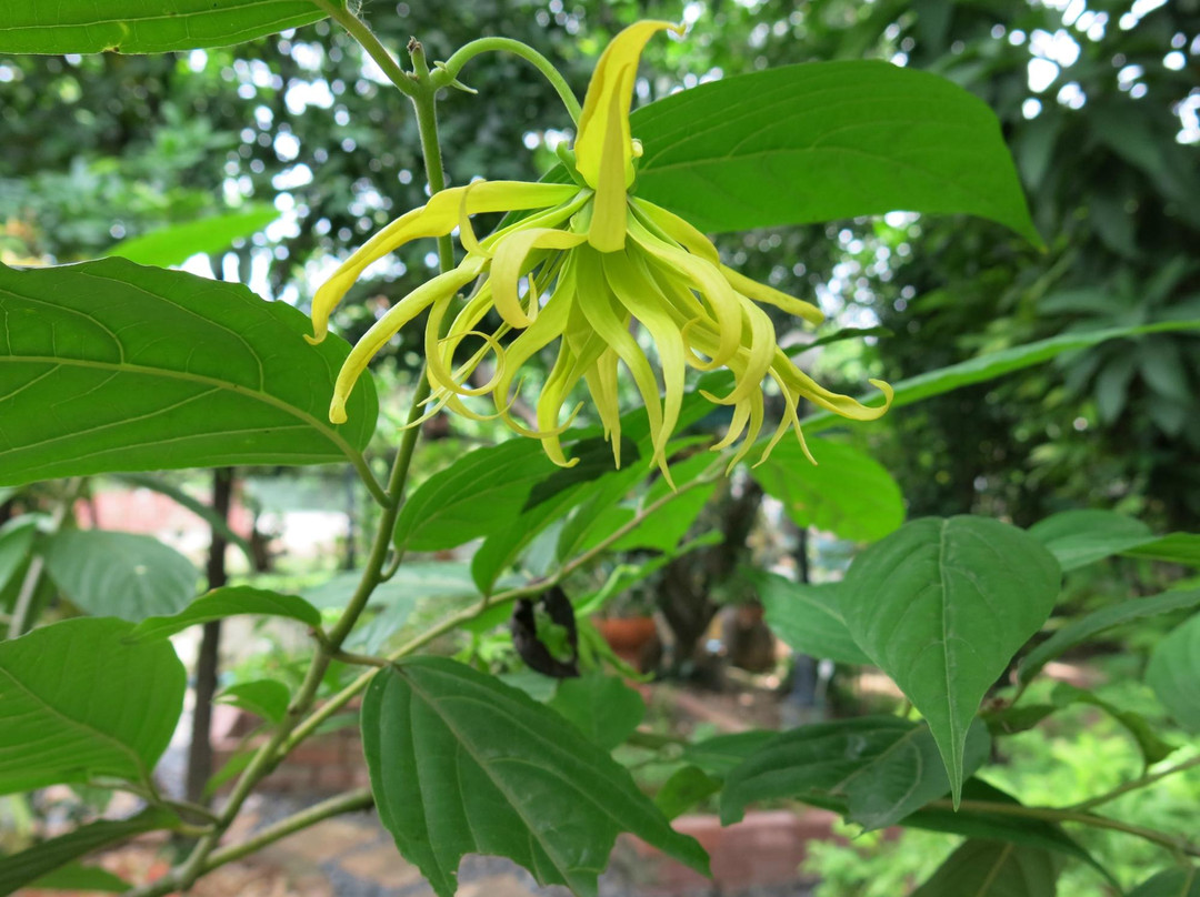 Amita Thai Cooking Class-曼谷必去景点
