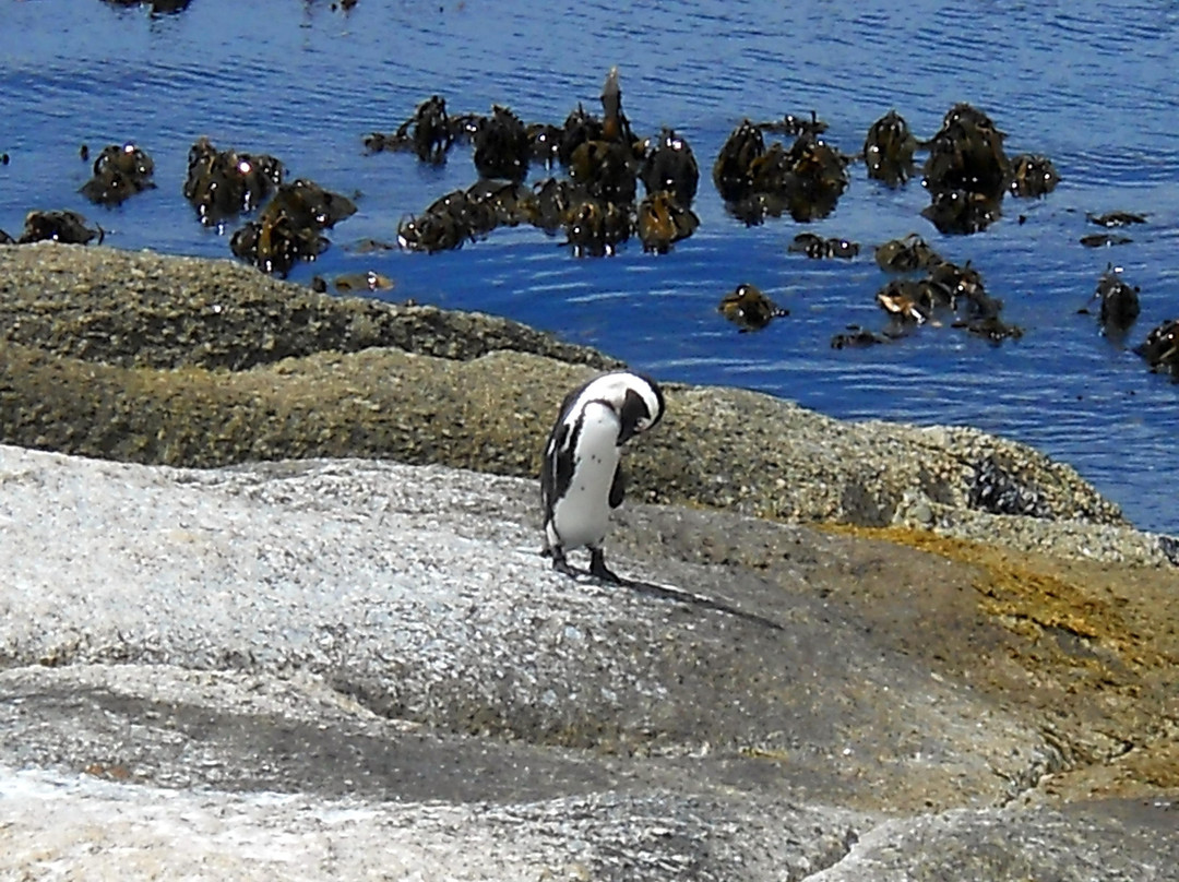 Boulders Beach Penguin Colony-西门镇必去景点