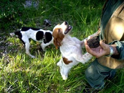 Wild Foods Italy-Montefalco必去景点