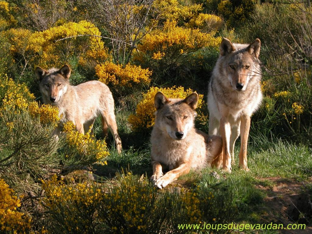 Les Loups du Gevaudan景点图片