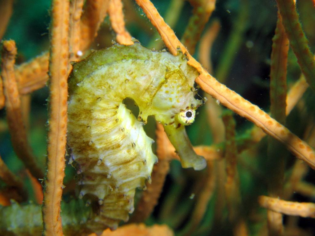 Phi Phi Sea Frog Diving-大皮皮岛必去景点
