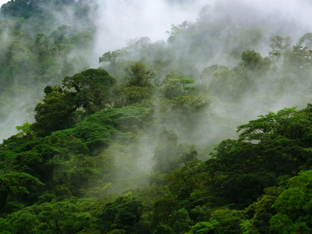 Children's Eternal Rain Forest景点图片