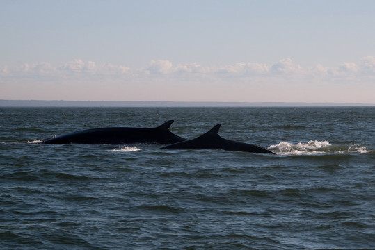 Otis Excursions-泰道沙克必去景点