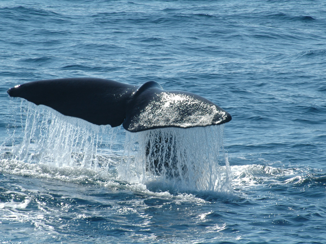 Arctic Whale Tours景点图片