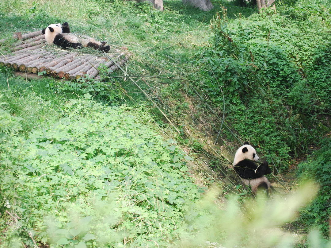 成都大熊猫繁育研究基地-成都必去景点