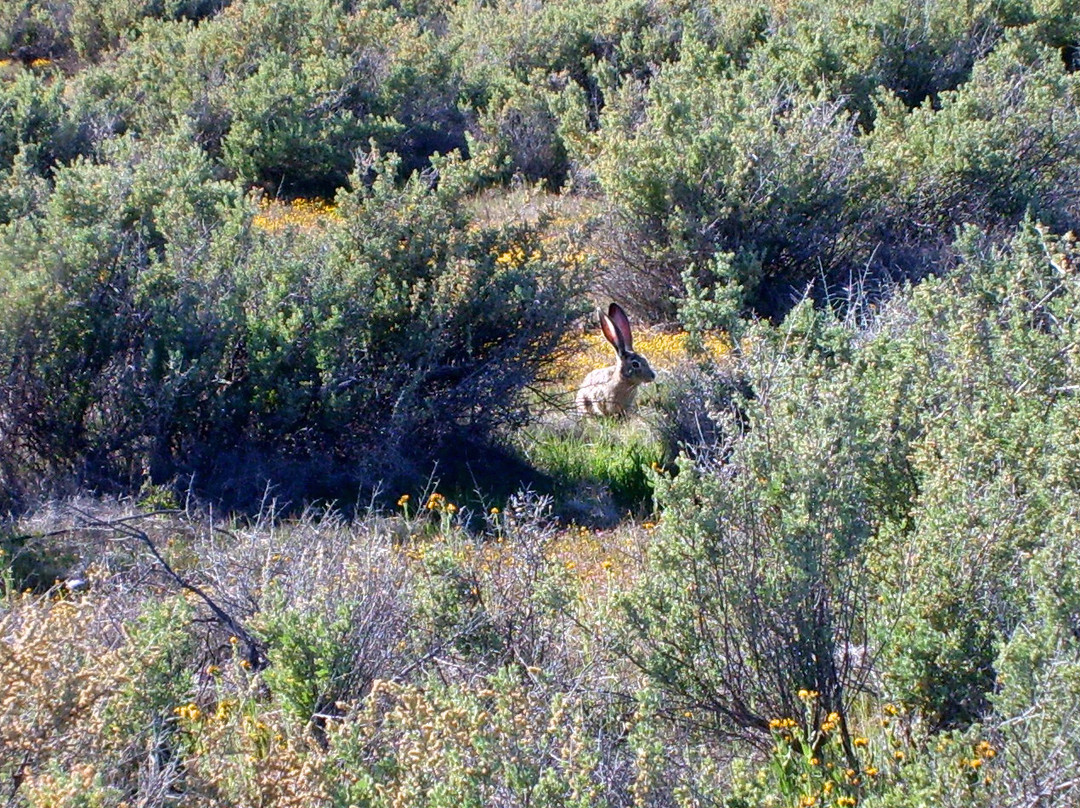Soda Lake-圣路易斯-奥比斯波必去景点