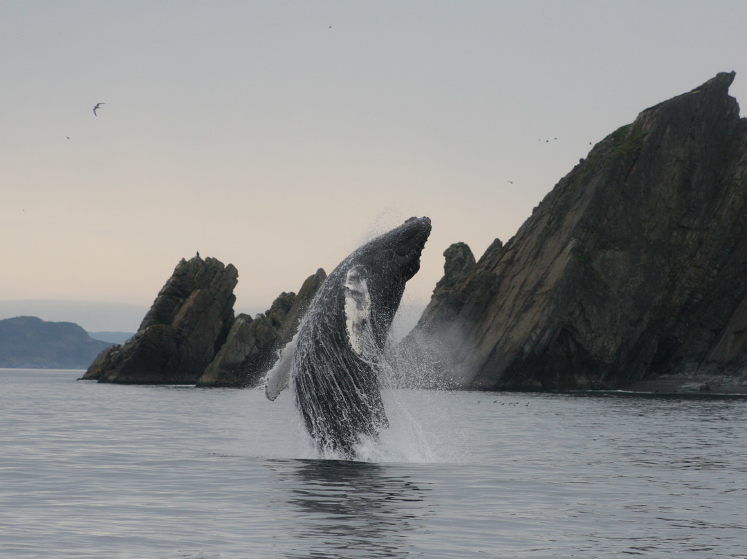 Sea of Whales Adventures景点图片