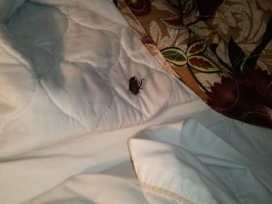 Courtesy Inn Atlantic City Airport