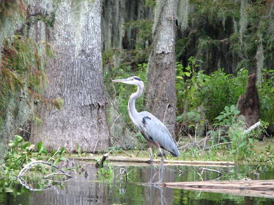 Cajun Country Swamp Tours景点图片