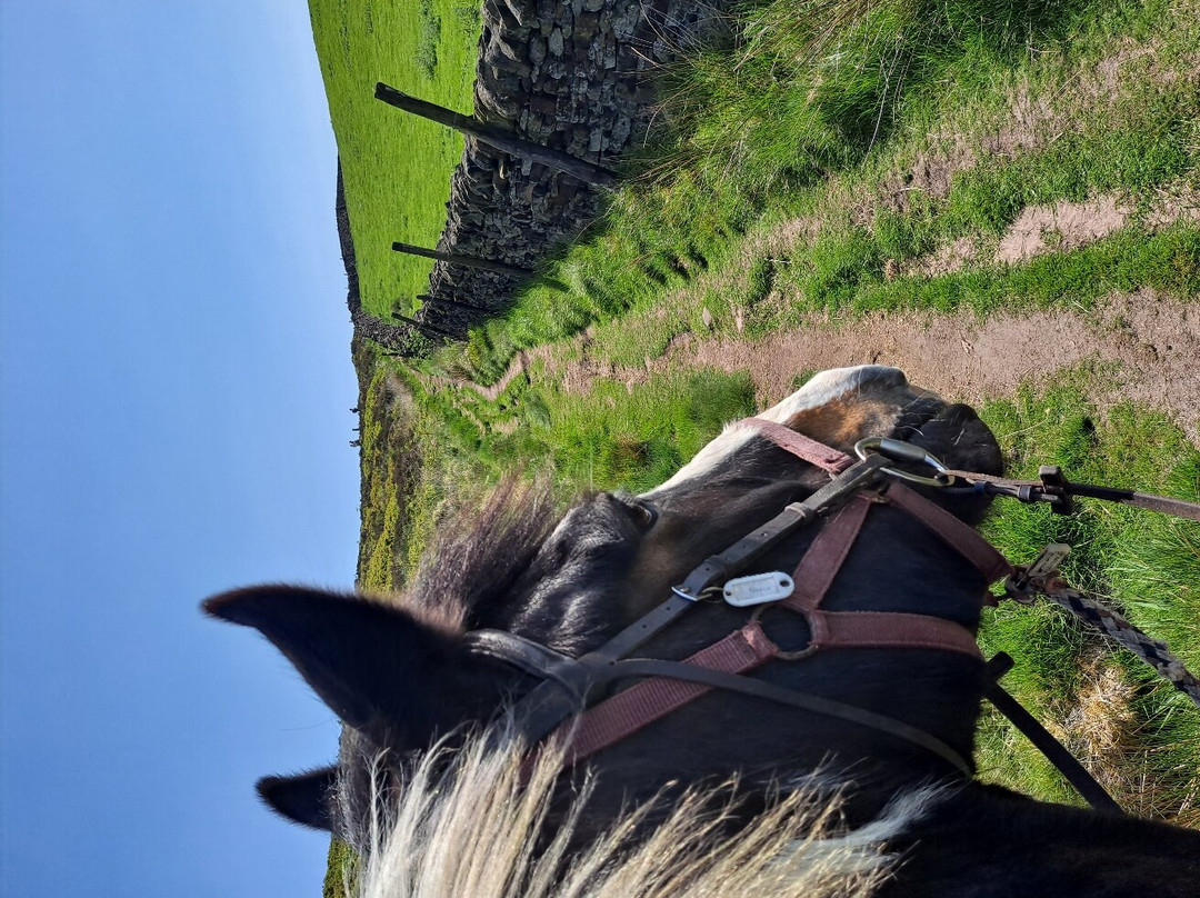 Northfield Farm Horse Riding and Trekking Centre景点图片