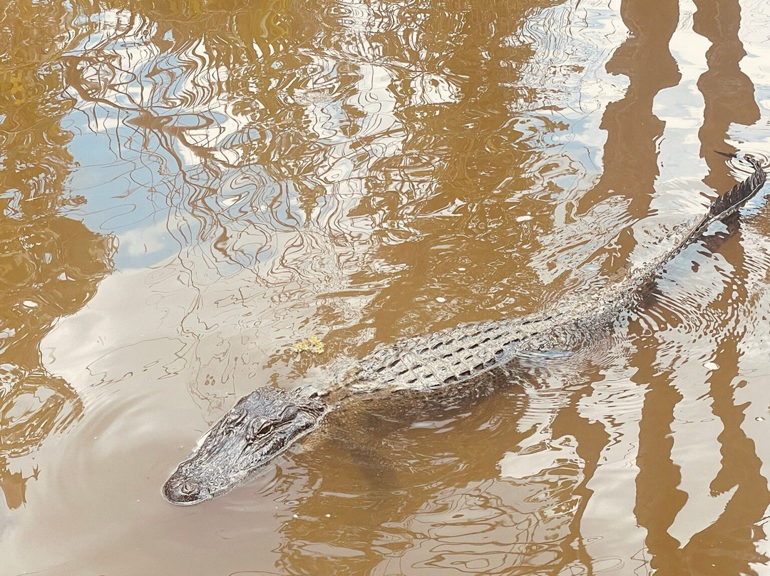 Jean Lafitte Swamp Tours景点图片
