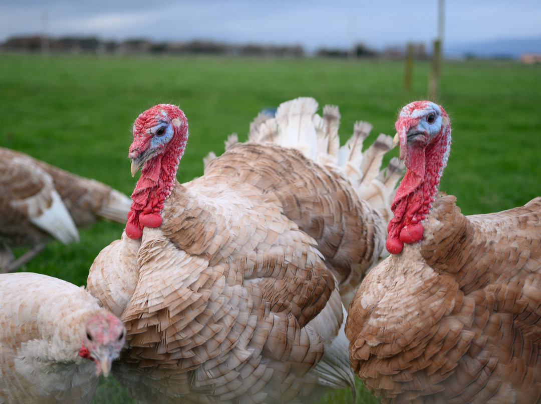 Penhaven Farm Stay主图