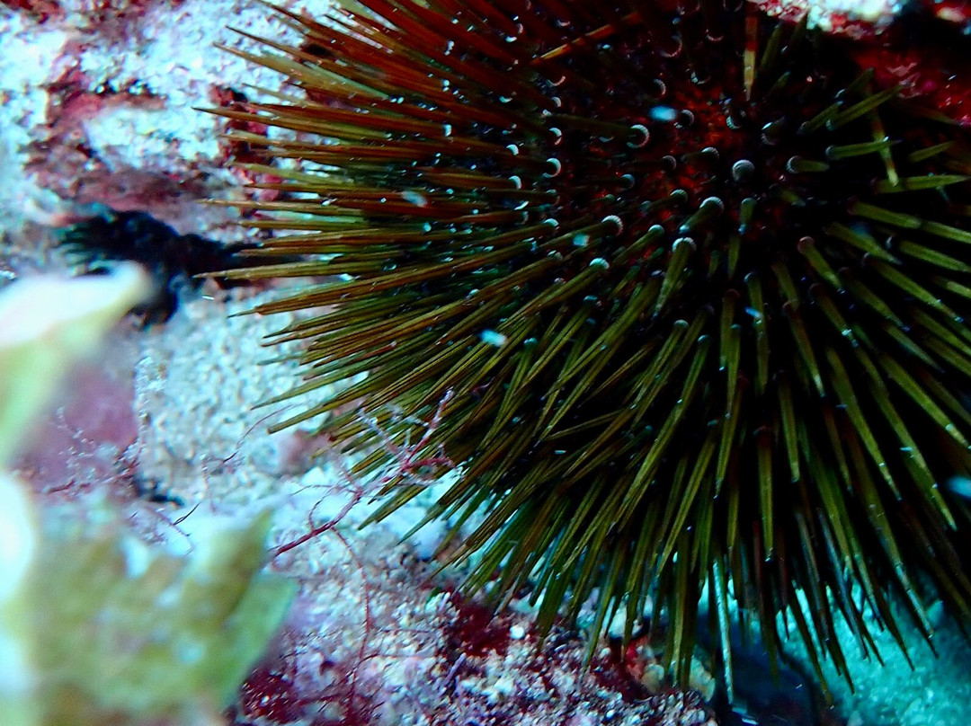 Blue Islands Diving-米诺卡必去景点