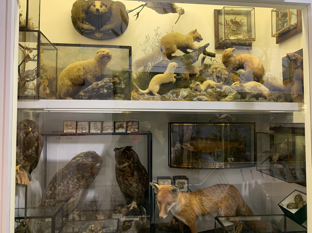 Kendal Museum景点图片