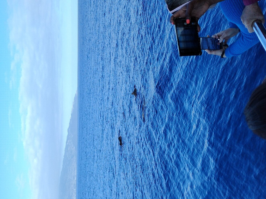 Magic Dolphin-沙尔必去景点