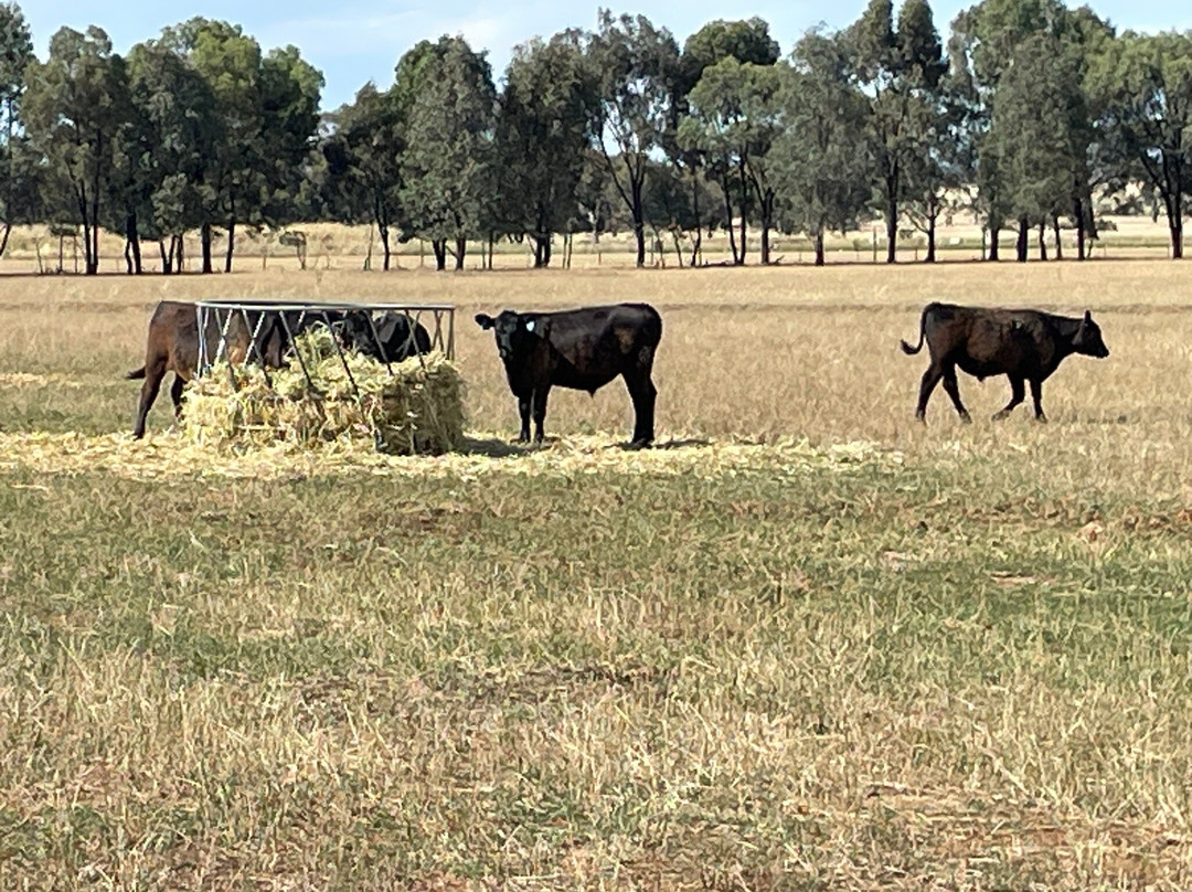 Mount Ophir Estate主图