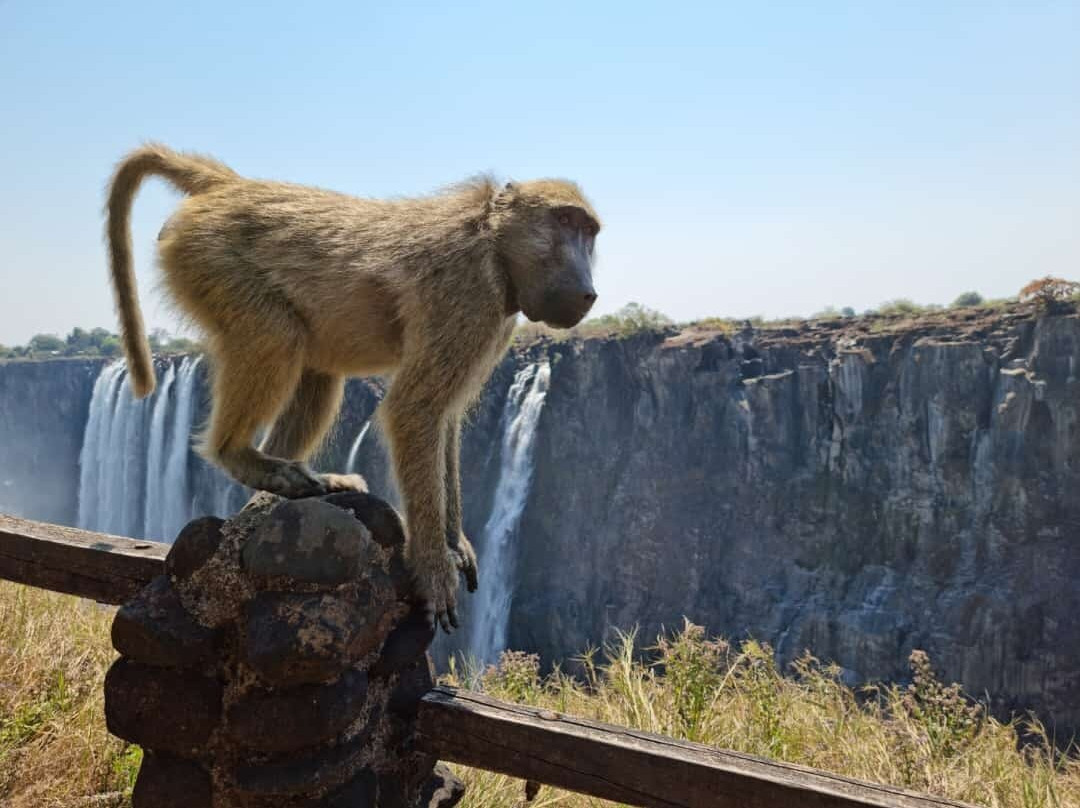 Daisy Tours Zambia-李文斯顿必去景点