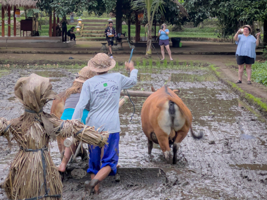 Bali Firefly Night Tour-Tegallalang必去景点