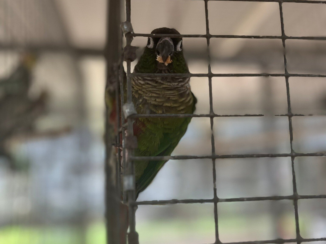Uncle Sandy's Macaw Bird Park景点图片
