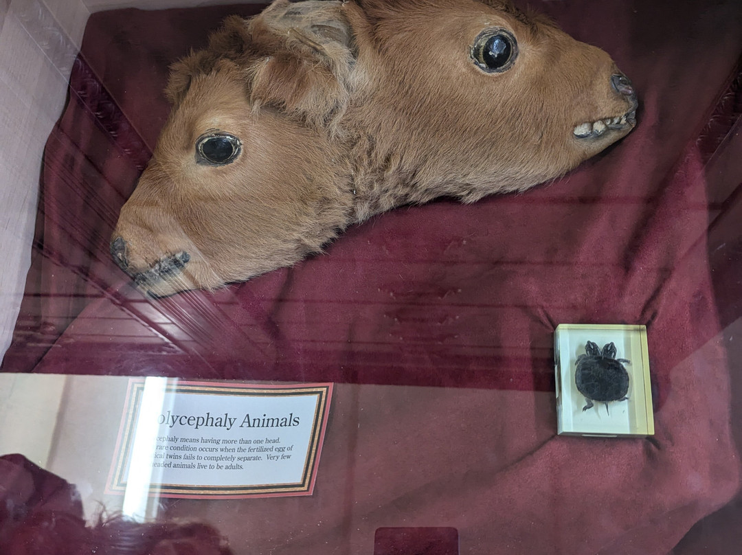 North Museum of Nature and Science-兰卡斯特必去景点