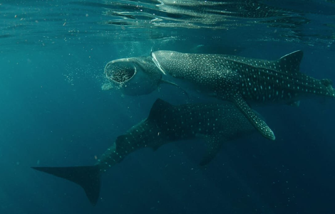 Sumbawa Whale Shark Tour