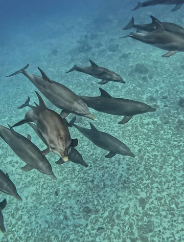 Zanzibar Alibaba Tours