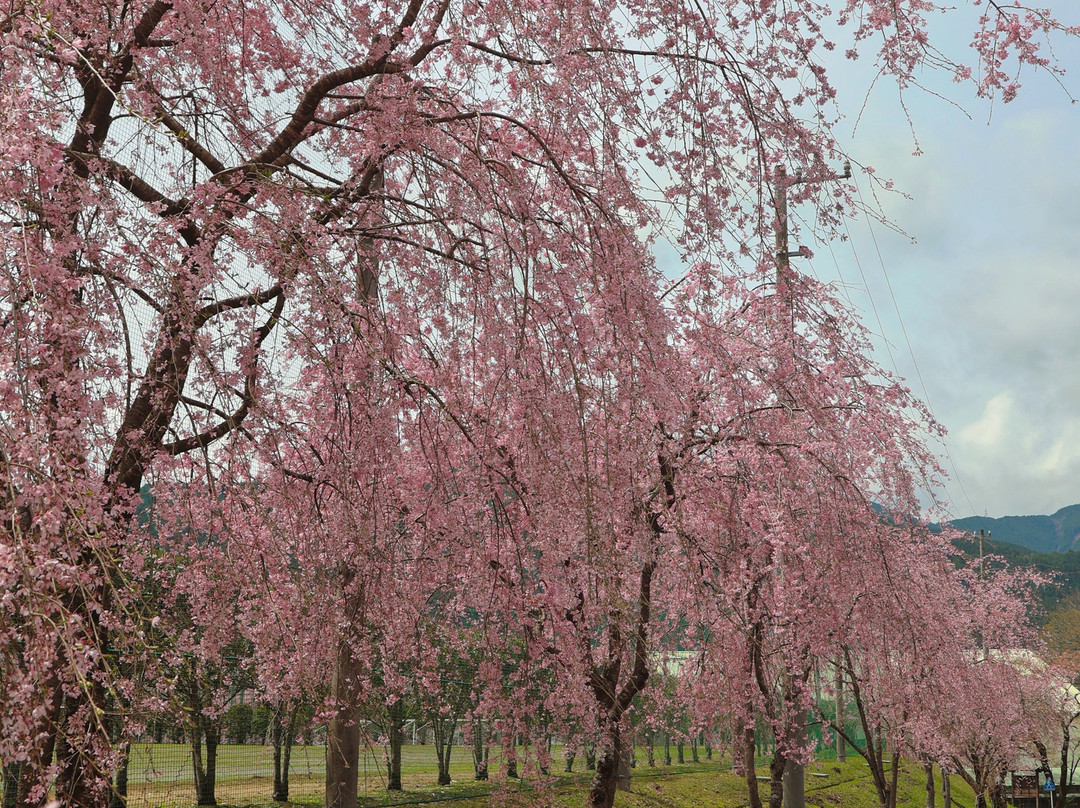 Tokuyama Momonzawa no Sakuranamiki景点图片