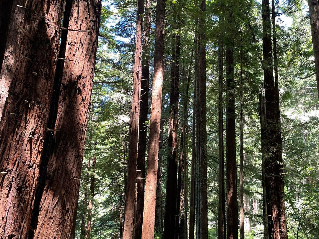 Sequoia Park Garden景点图片
