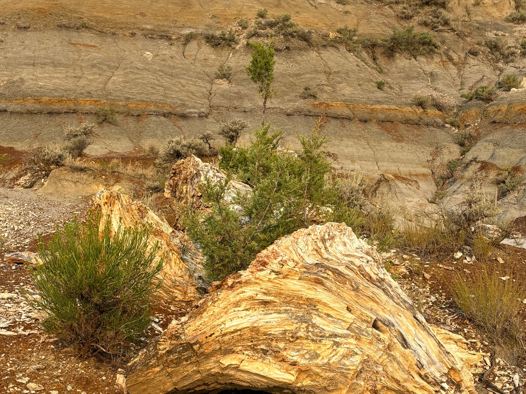 Petrified Forest Loop景点图片